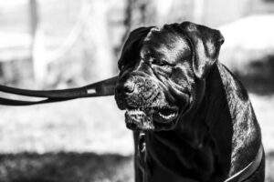 Educazione del Cane e Recupero