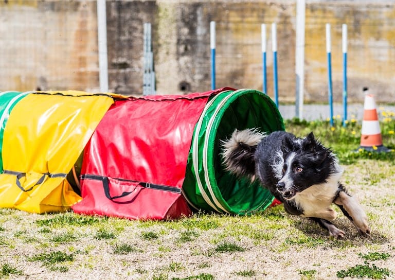 agility dog Skyjumper